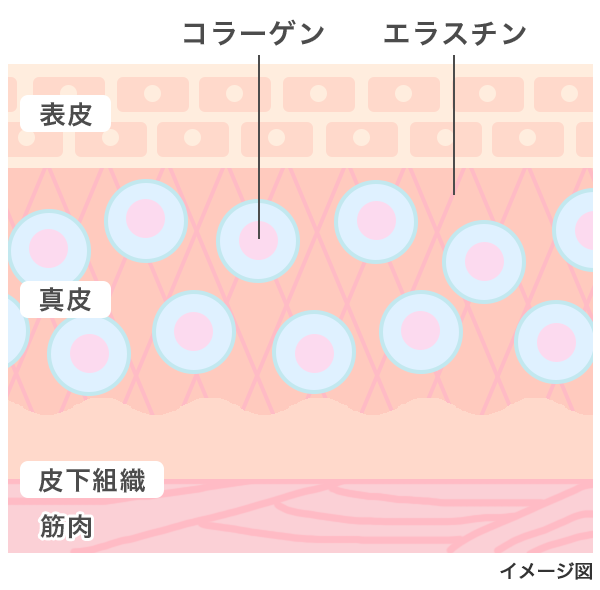 皮膚断面