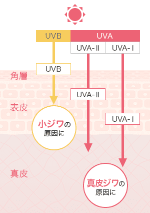 UVBは、小ジワの原因に。UVAは真皮ジワの原因に。