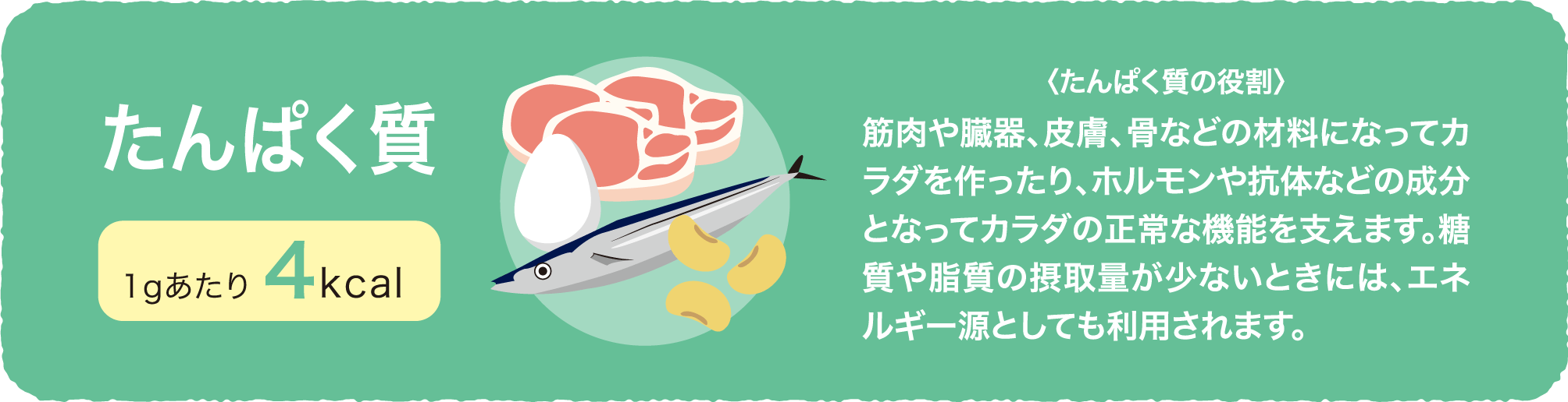 タンパク質 1gあたり4kcal