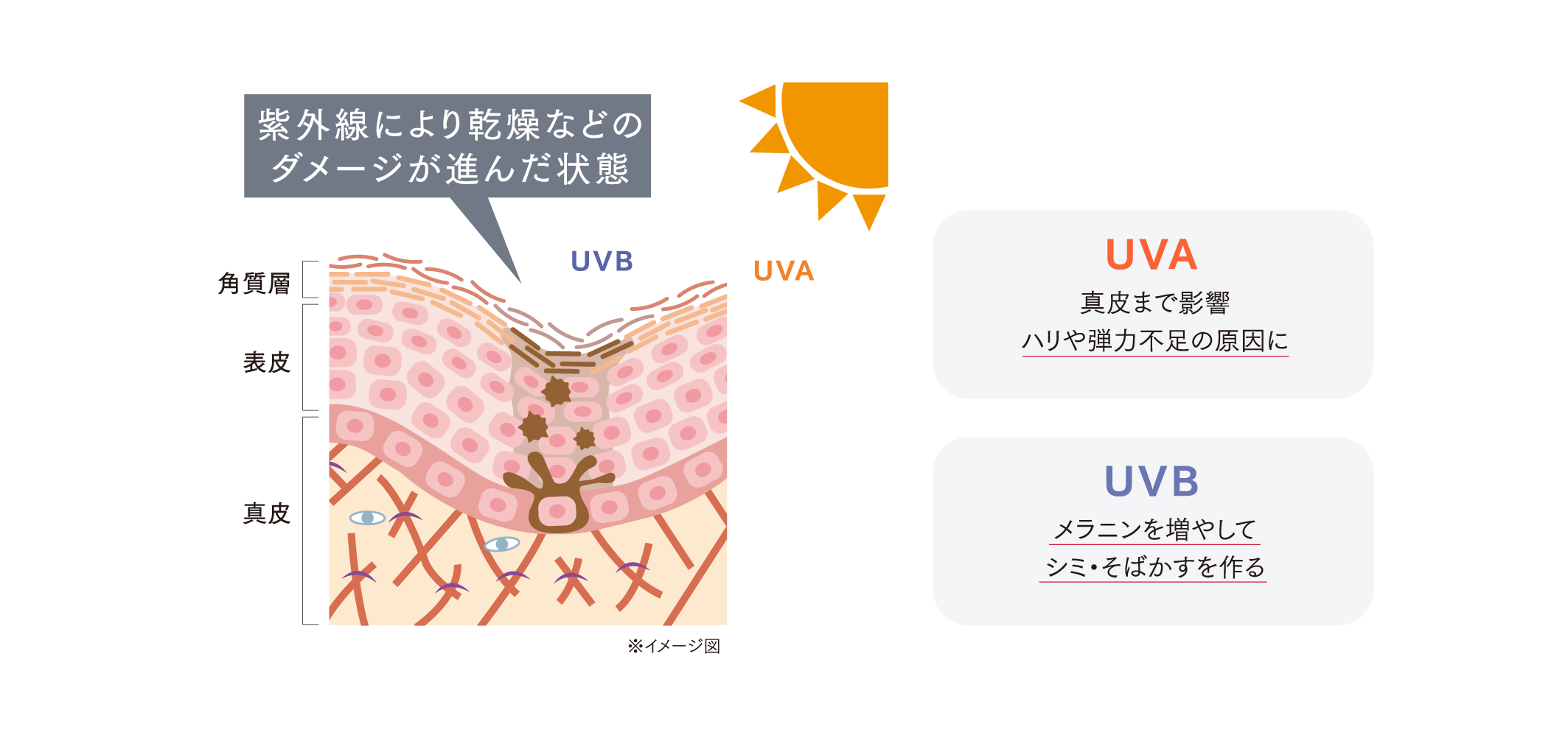 紫外線により乾燥などのダメージが進んだ状態