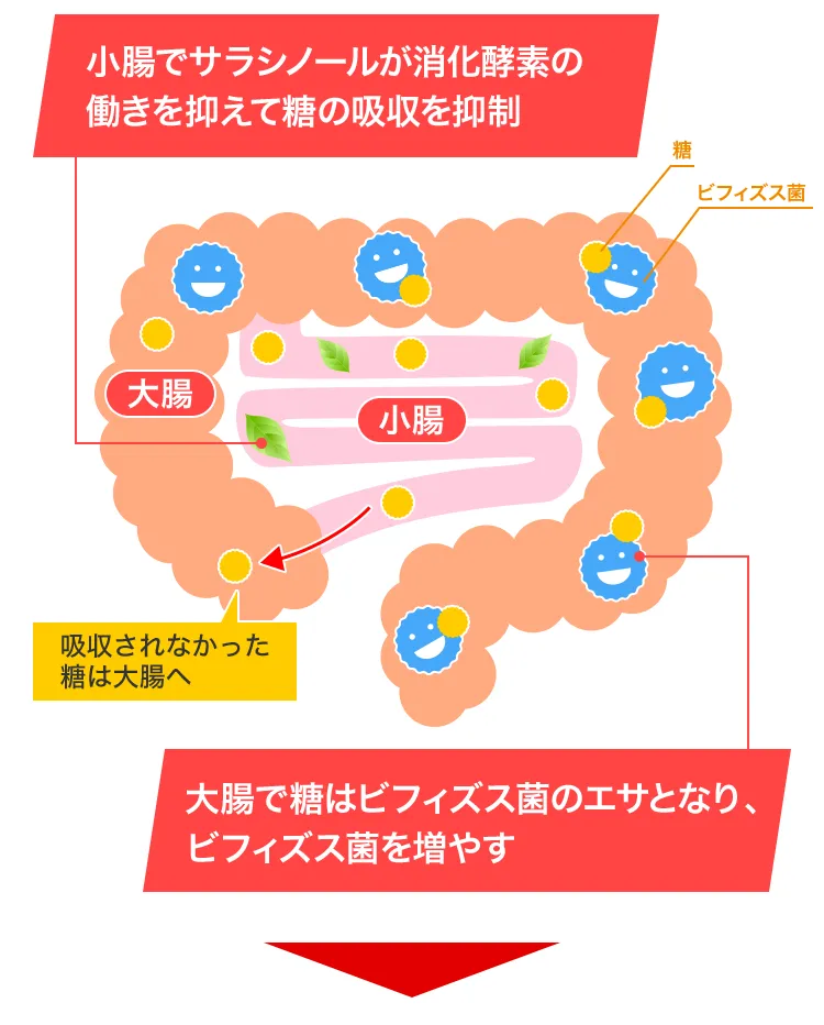 小腸でサラシノールが消化酵素の働きを抑えて糖の吸収を抑制