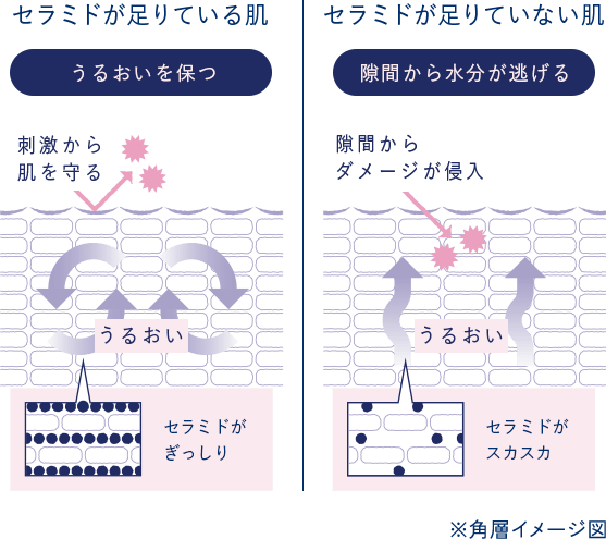 ※角層イメージ図