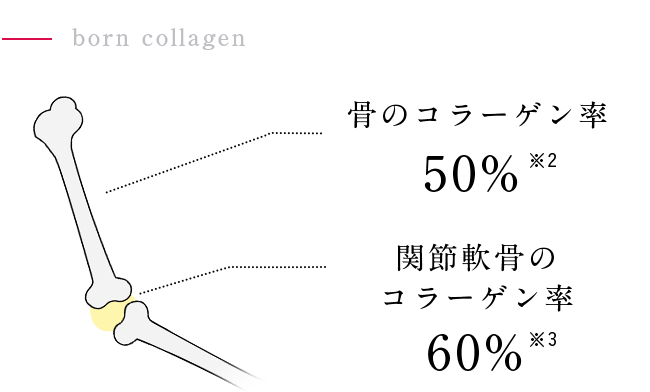 骨のコラーゲン率50%、関節軟骨のコラーゲン率60%