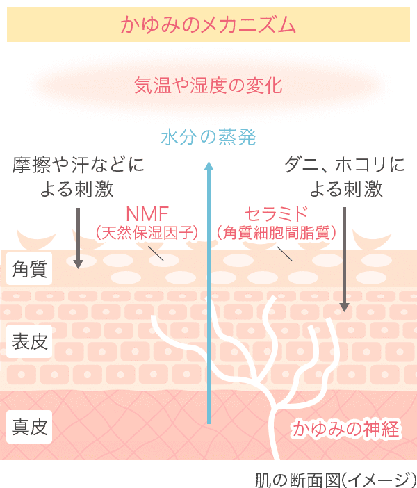 かゆみのメカニズム