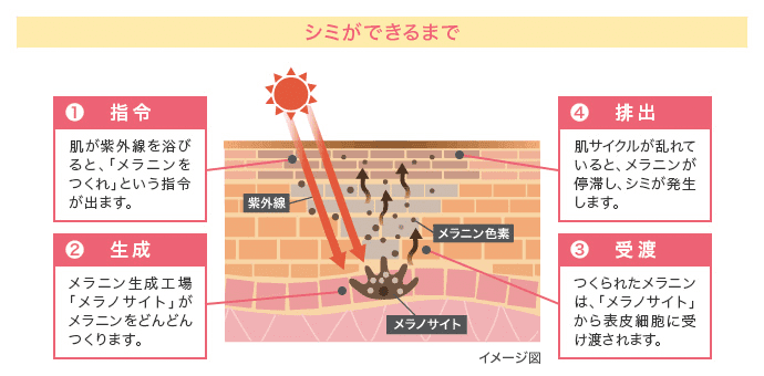 シミができるまで