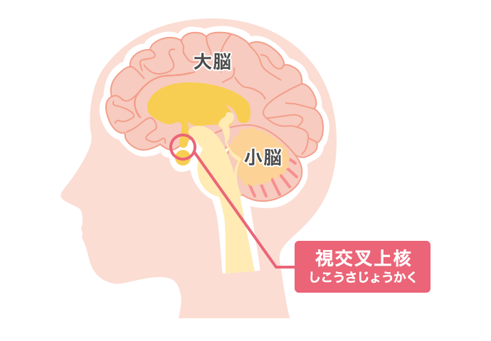 視交叉上核