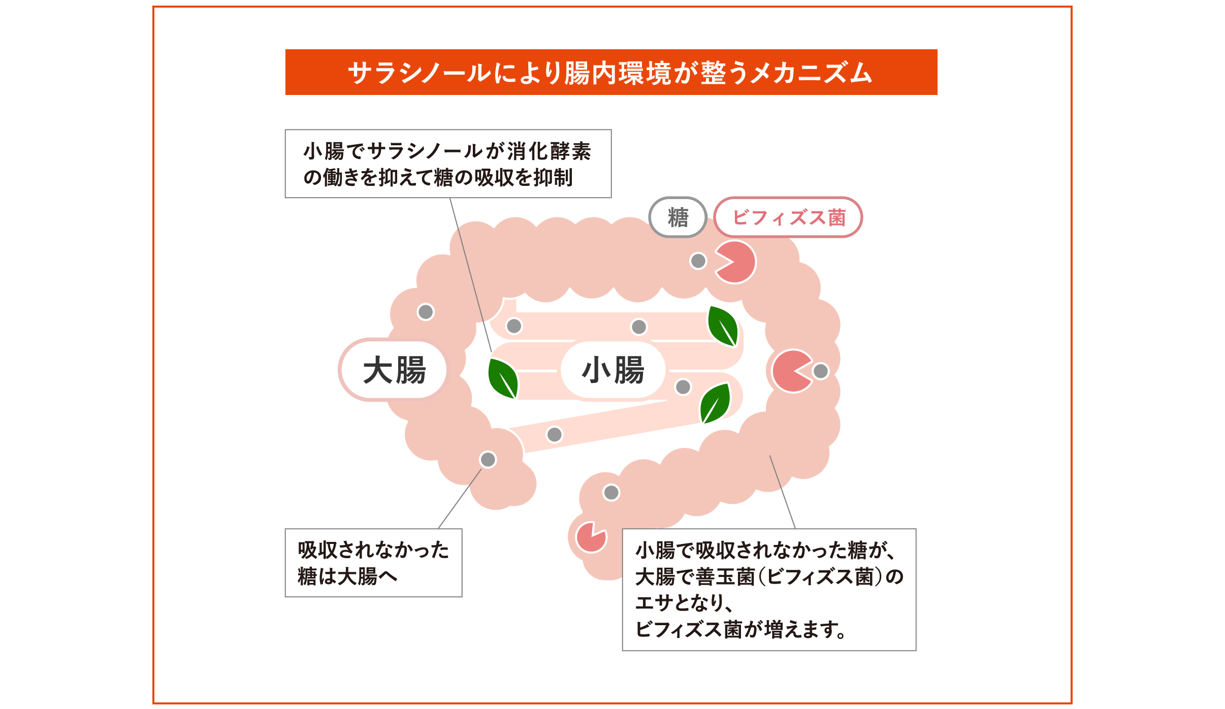 サラシノールにより腸内環境が整うメカニズム