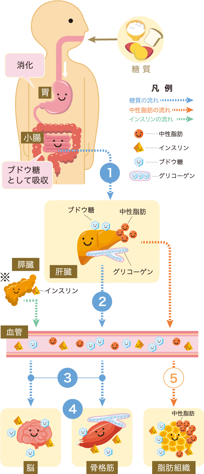 ①小腸から吸収された糖質はいったん肝臓に運ばれる　②肝臓を経由したブドウ糖は血液へ　③ブドウ糖は脳や筋肉などに運ばれてエネルギー源に　④グリコーゲンという貯蔵型の糖質として筋肉に蓄えられる　⑤摂りすぎた余分な糖は、肝臓や脂肪組織で中性脂肪に変化。体脂肪として脂肪組織に蓄えられる