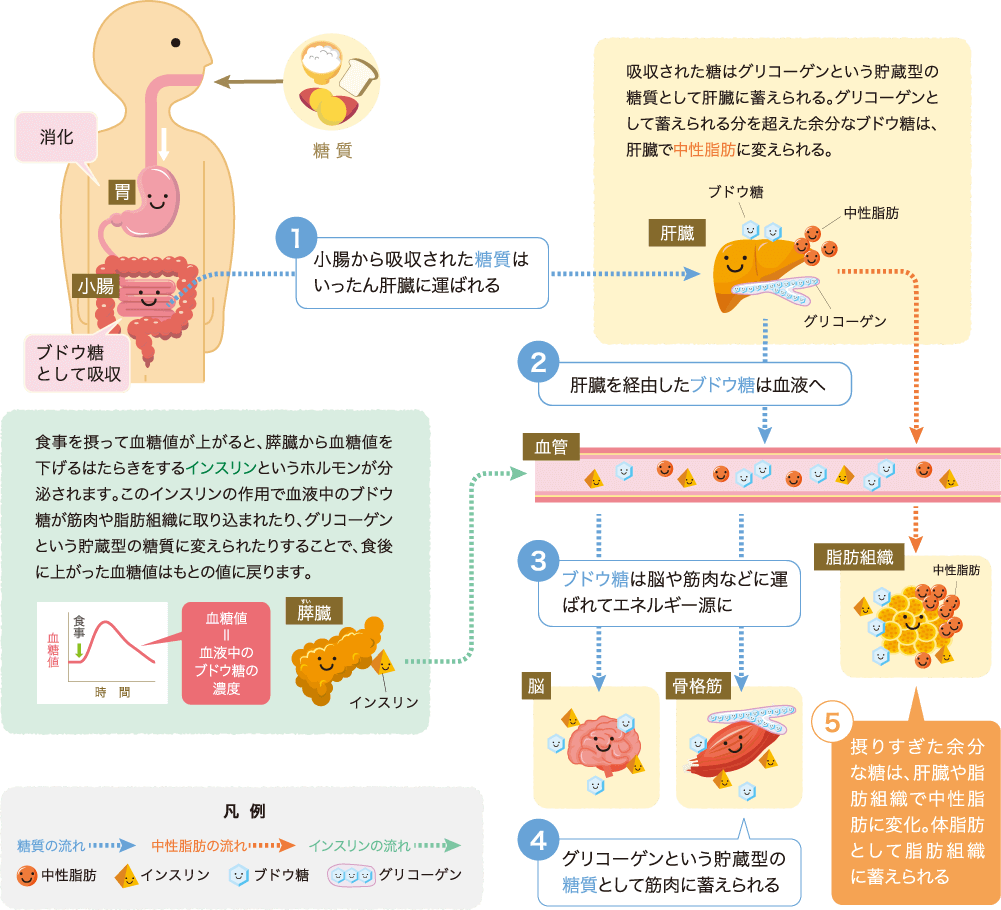 ①小腸から吸収された糖質はいったん肝臓に運ばれる　②肝臓を経由したブドウ糖は血液へ　③ブドウ糖は脳や筋肉などに運ばれてエネルギー源に　④グリコーゲンという貯蔵型の糖質として筋肉に蓄えられる　⑤摂りすぎた余分な糖は、肝臓や脂肪組織で中性脂肪に変化。体脂肪として脂肪組織に蓄えられる