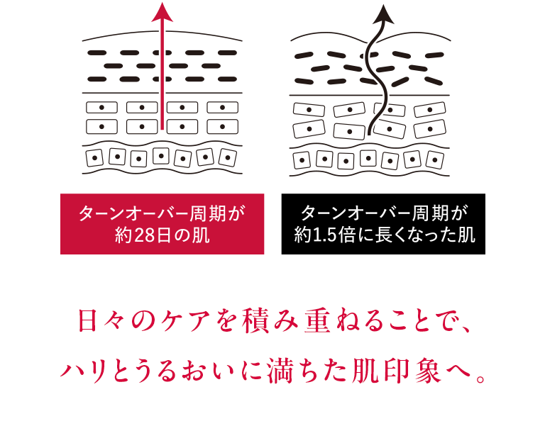 【ターンオーバーの周期が約28日の肌とターンオーバーの周期が約1.5倍に長くなったの肌のイメージ図】 日々のケアを積み重ねることで、ハリとうるおいに満ちた肌印象へ。