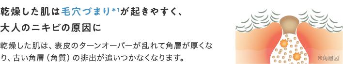 乾燥した肌は毛穴づまり＊1が起きやすく、大人のニキビの原因に 乾燥した肌は、表皮のターンオーバーが乱れて角層が厚くなり、古い角層（角質）の排出が追いつかなくなります。 ※角層図