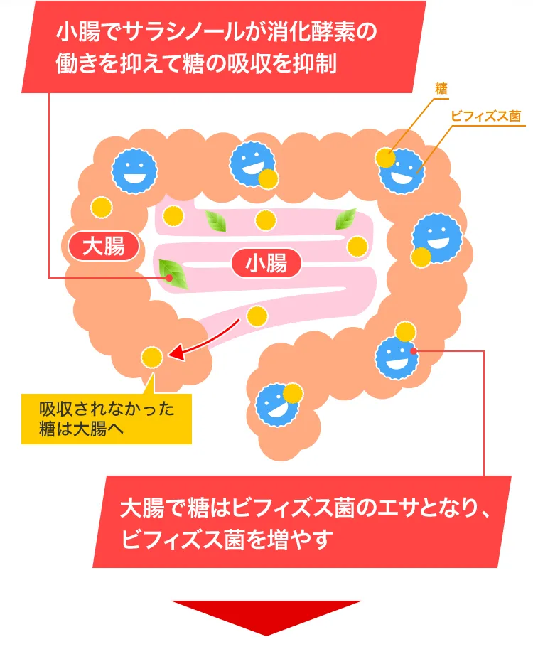 小腸でサラシノールが消化酵素の働きを抑えて糖の吸収を抑制