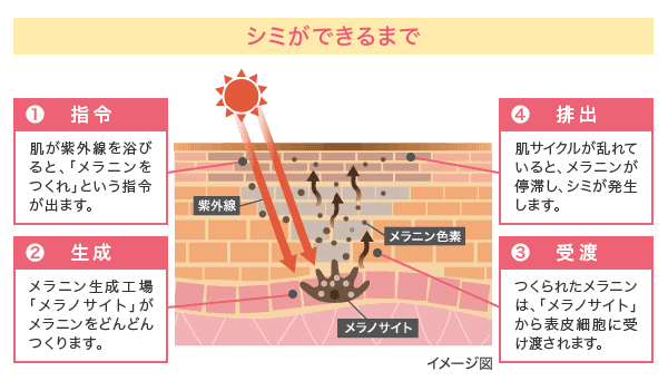 シミができるまで