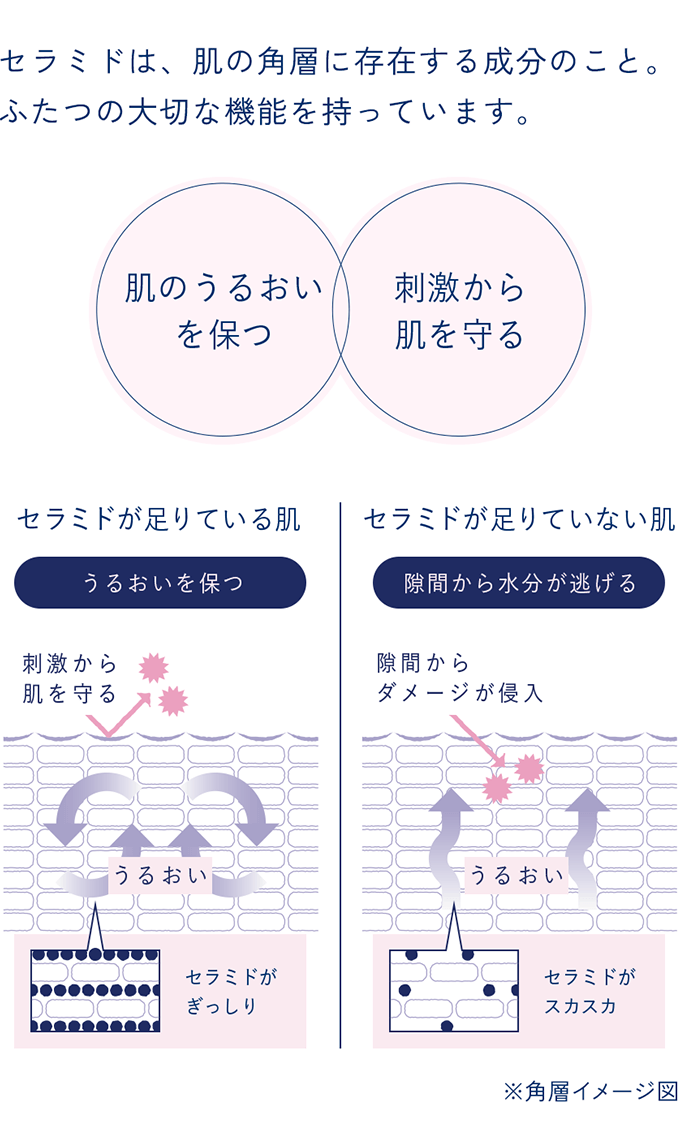 セラミドは、肌の角層に存在する成分のこと。
