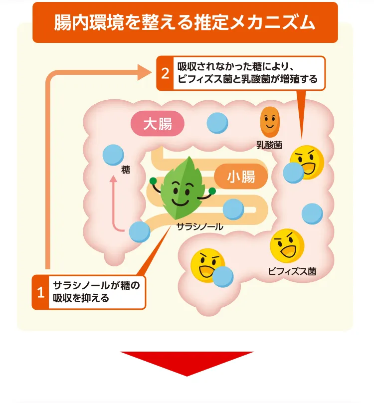 小腸でサラシノールが消化酵素の働きを抑えて糖の吸収を抑制