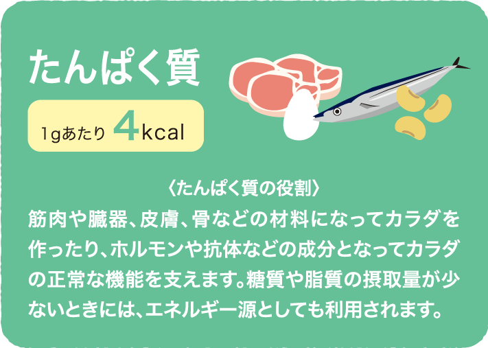 タンパク質 1gあたり4kcal
