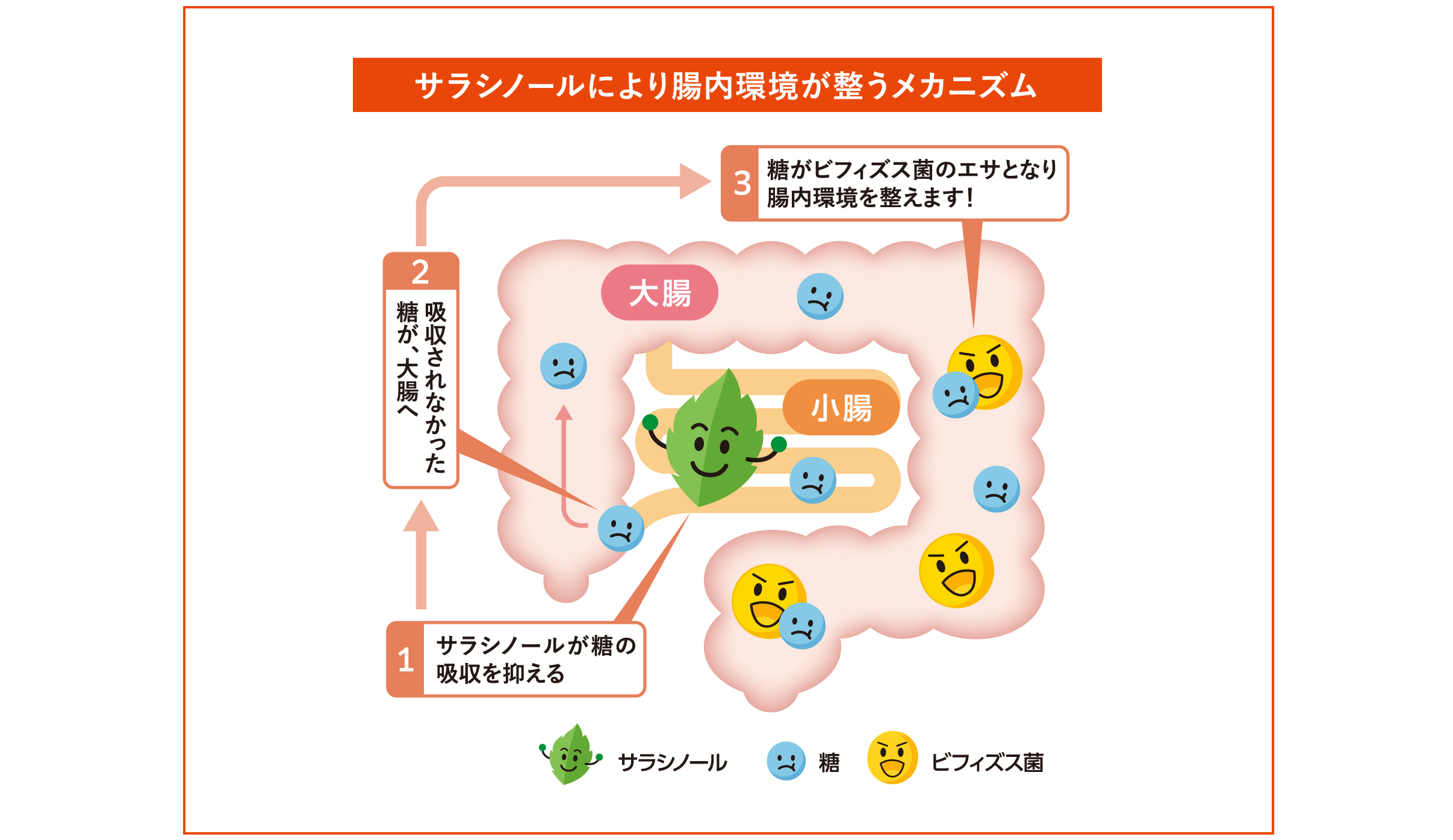 サラシノールにより腸内環境が整うメカニズム