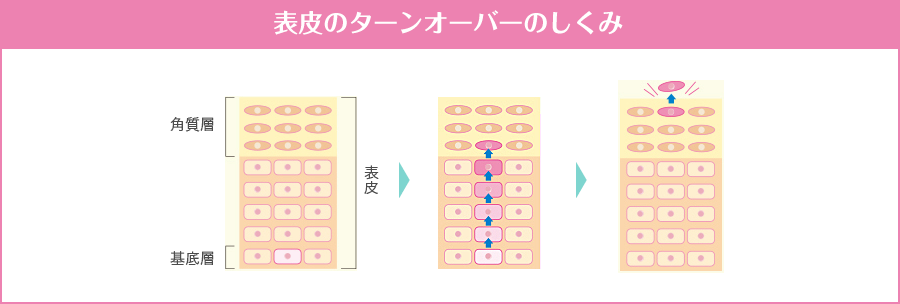 表皮のターンオーバーのしくみ
