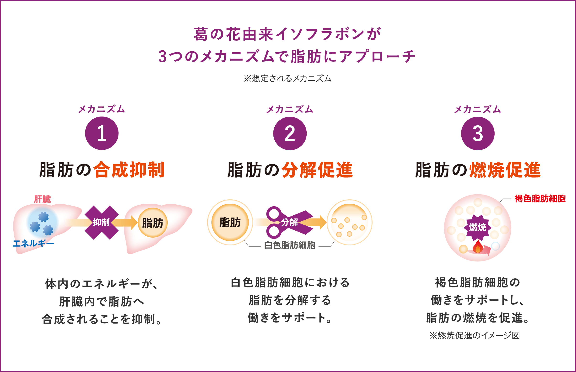 葛の花由来イソフラボンが3つのメカニズムで脂肪にアプローチ