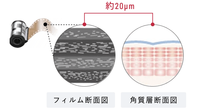 フィルム断面図と角層断面図