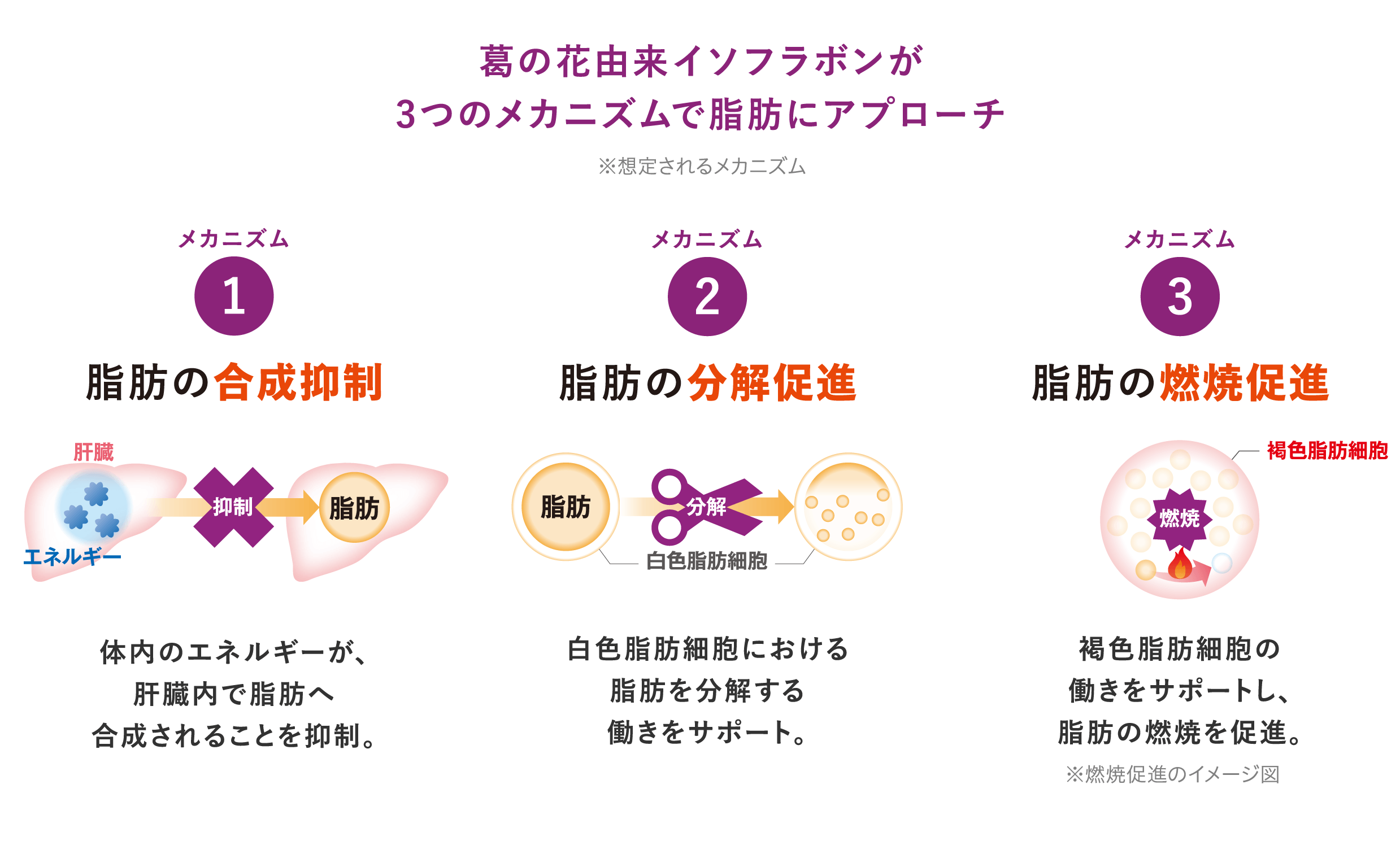 葛の花由来イソフラボンが3つのメカニズムで脂肪にアプローチ