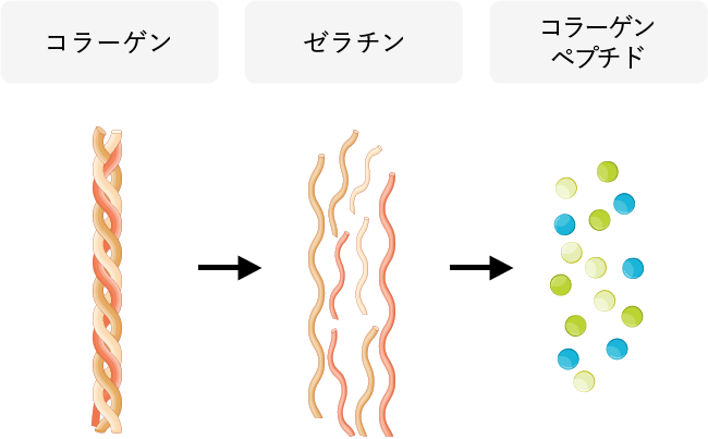 身体に取り入れやすい低分子の「コラーゲンペプチド」がおすすめ
