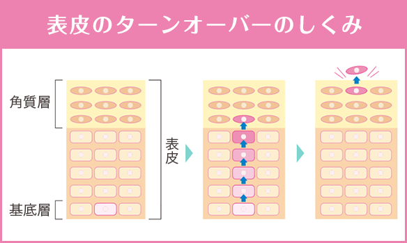 表皮のターンオーバーのしくみ