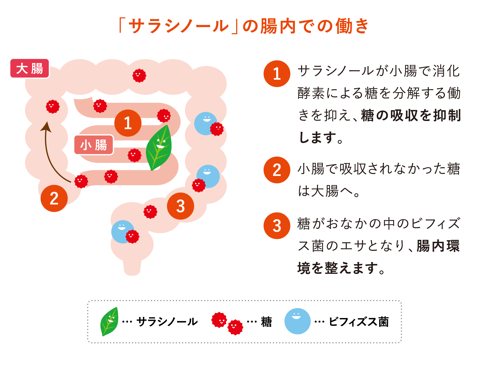 「サラシノール」の腸内での働き