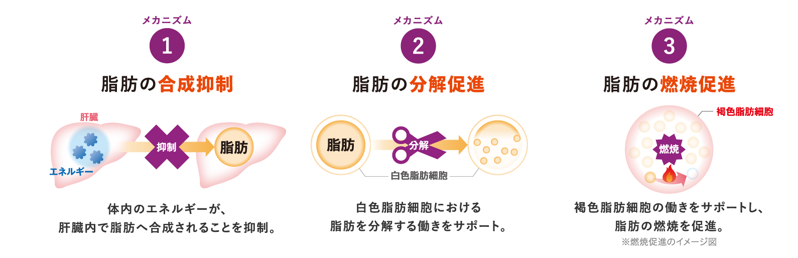 葛の花由来イソフラボンが3つのメカニズムで脂肪にアプローチ