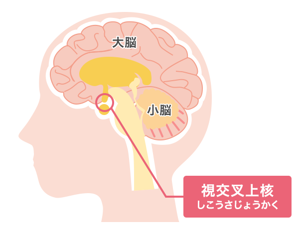 視交叉上核