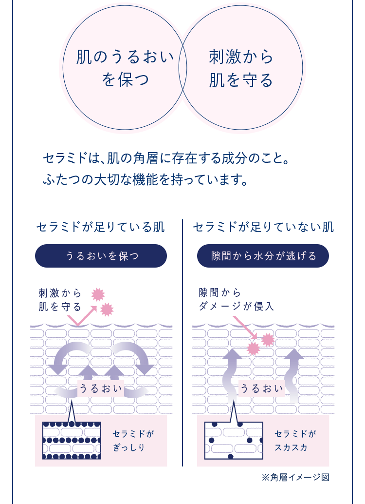 セラミドは、肌の角層に存在する成分のこと。ふたつの大切な機能をもっています。肌のうるおいを保つ。刺激から肌を守る。