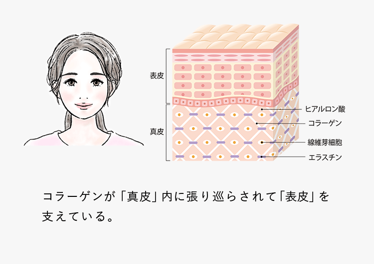 コラーゲンが「真皮」内に張り巡らされて「表皮」を支えている。