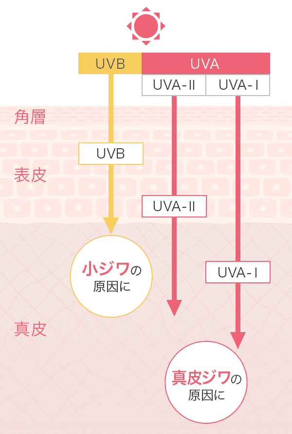UVBは、小ジワの原因に。UVAは真皮ジワの原因に。