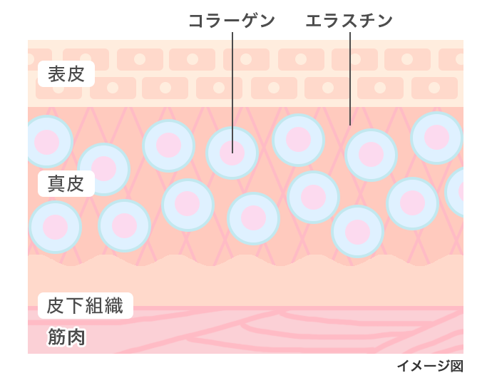 皮膚断面