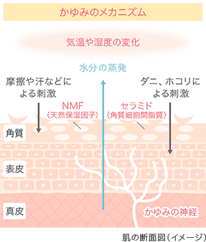 かゆみのメカニズム