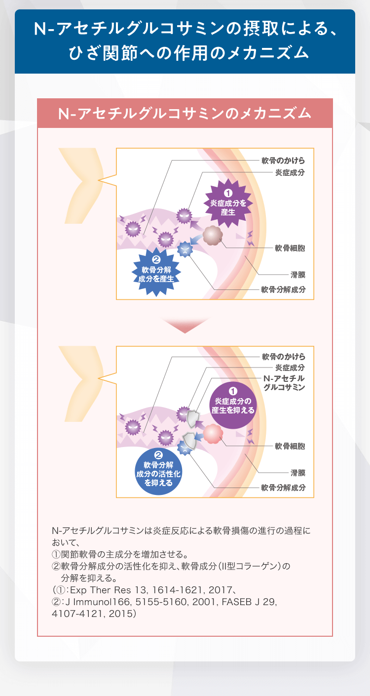N-アセチルグルコサミンのメカニズム