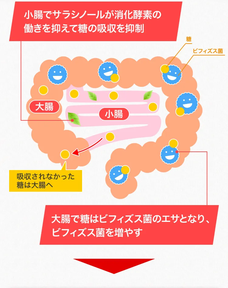 小腸でサラシノールが消化酵素の働きを抑えて糖の吸収を抑制