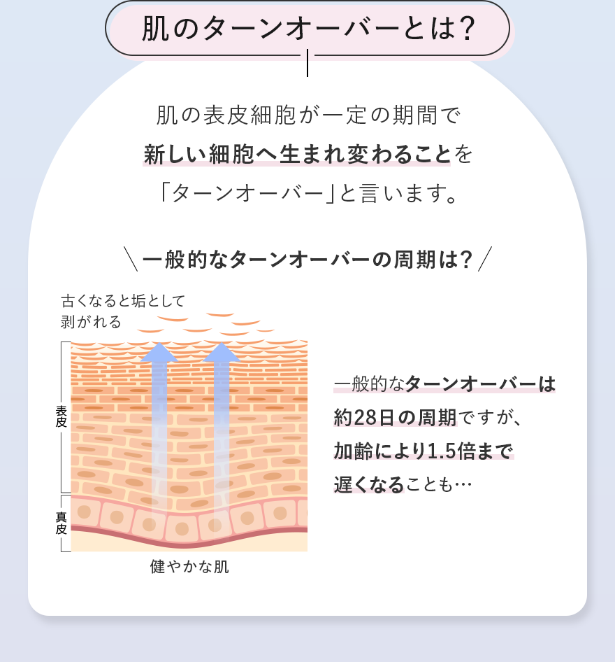 肌のターンオーバーとは？ 肌の表皮細胞が一定の期間で新しい細胞へ生まれ変わることを「ターンオーバー」と言います。